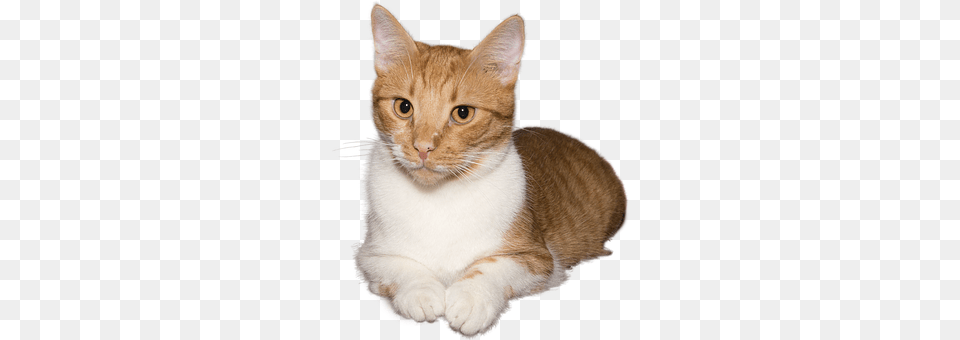 Cat Abyssinian, Animal, Mammal, Pet Free Png