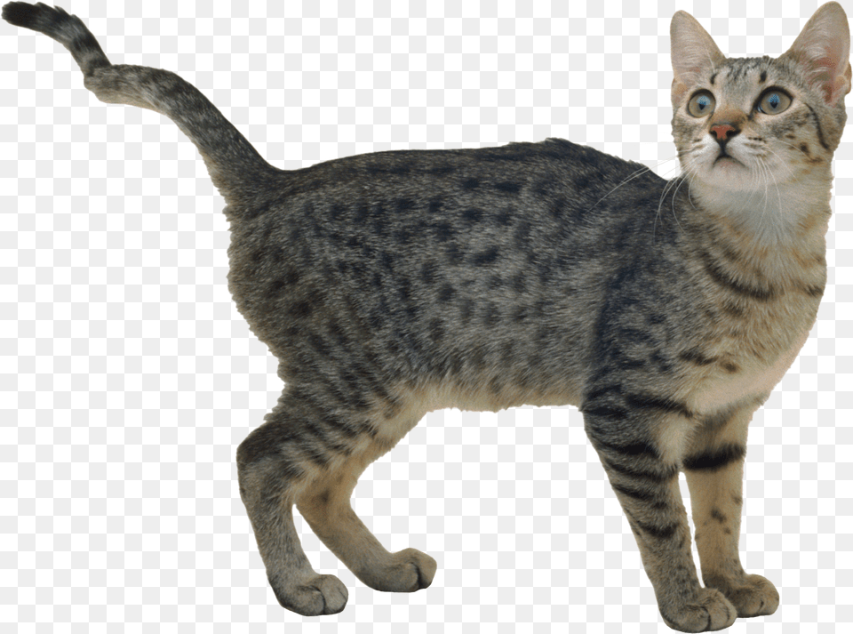 Cat, Animal, Mammal, Pet, Egyptian Cat Free Png