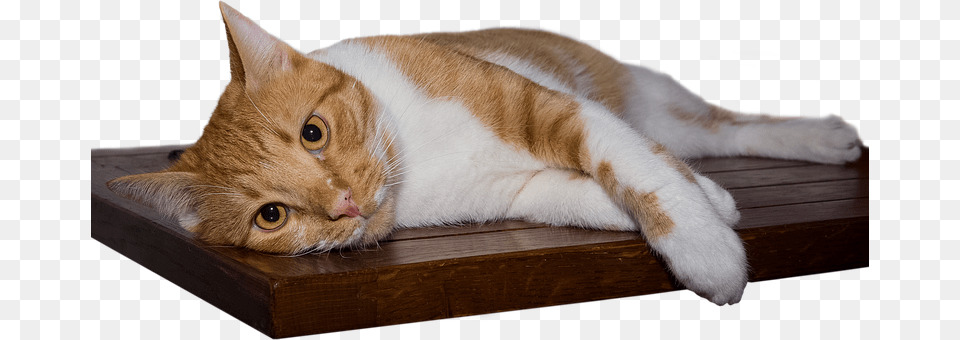 Cat Wood, Abyssinian, Animal, Hardwood Free Png Download