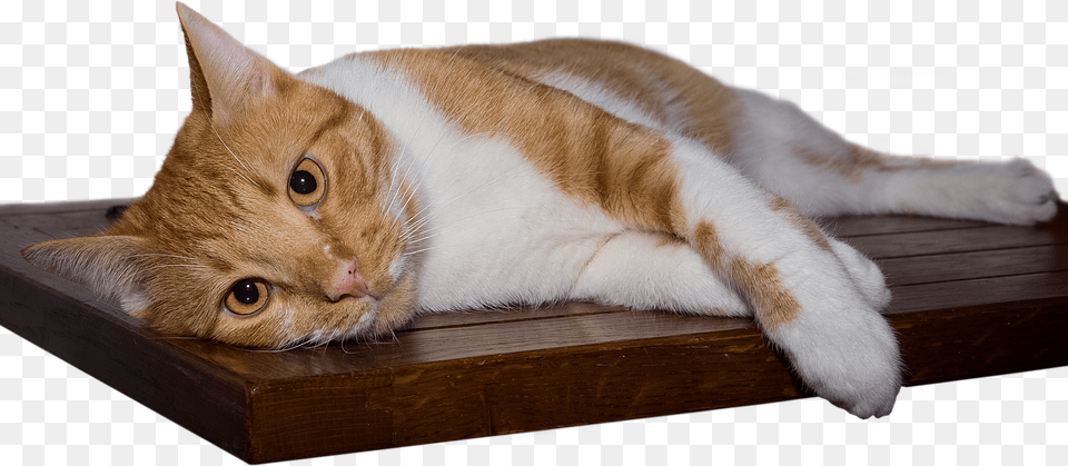 Cat Hardwood, Wood, Abyssinian, Animal Free Png Download