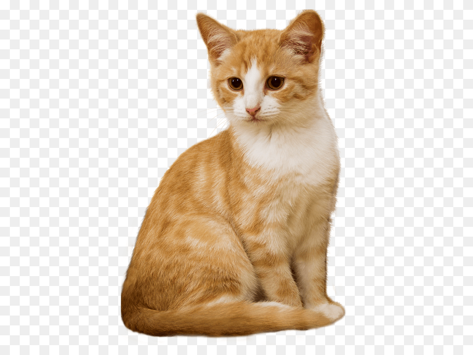 Cat Abyssinian, Animal, Mammal, Pet Free Png