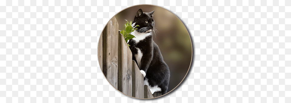 Cat Animal, Mammal, Pet Free Png Download
