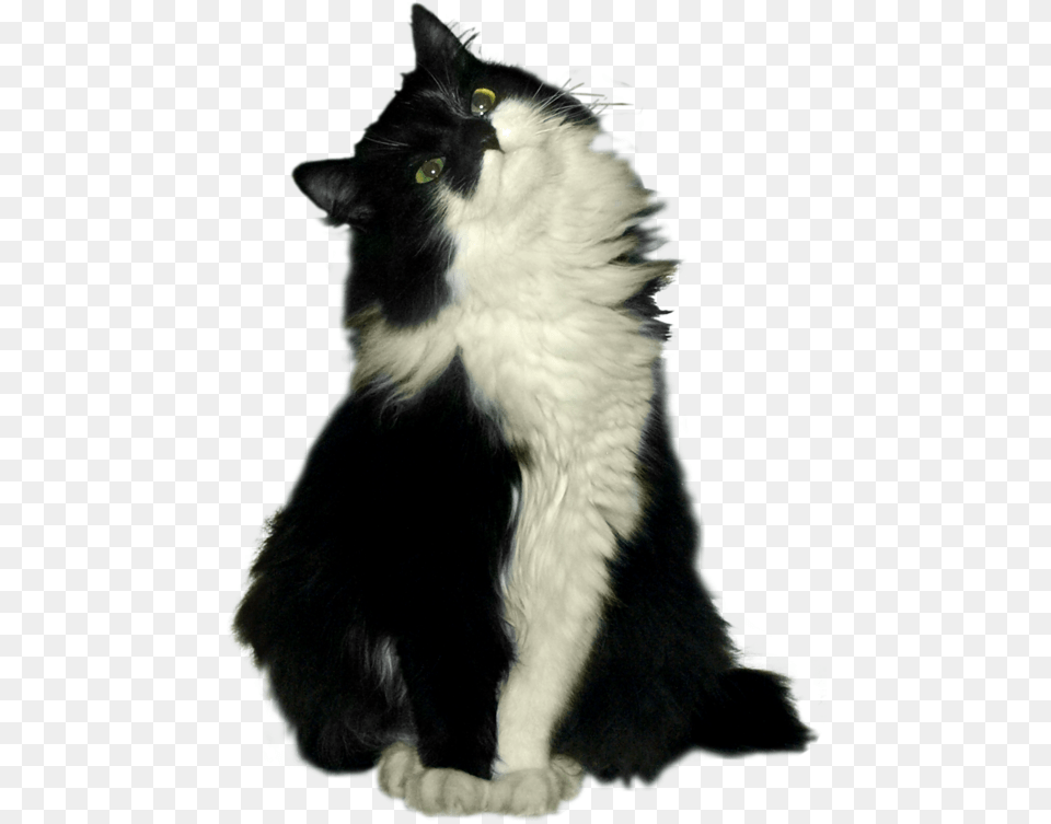 Cat, Animal, Mammal, Manx, Pet Free Transparent Png