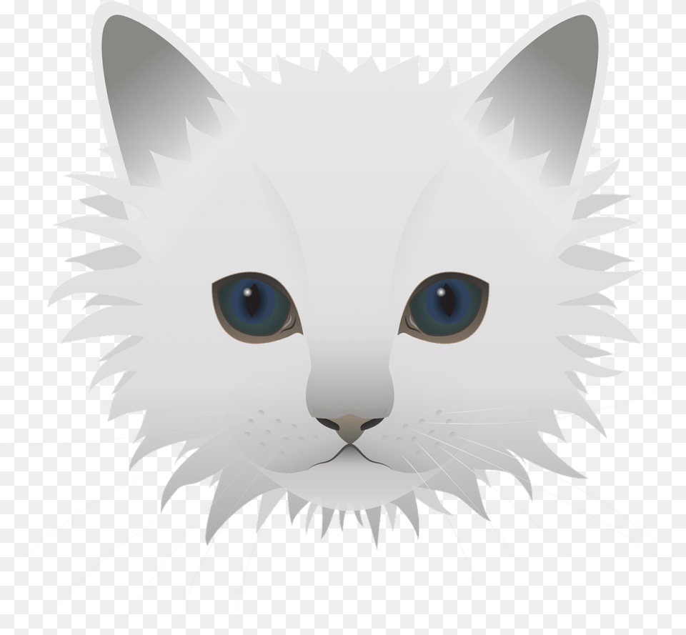 Cat, Angora, Animal, Mammal, Pet Free Transparent Png