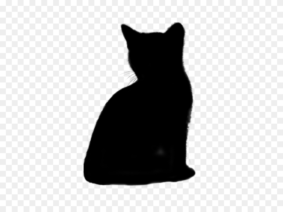 Cat Gray Png Image