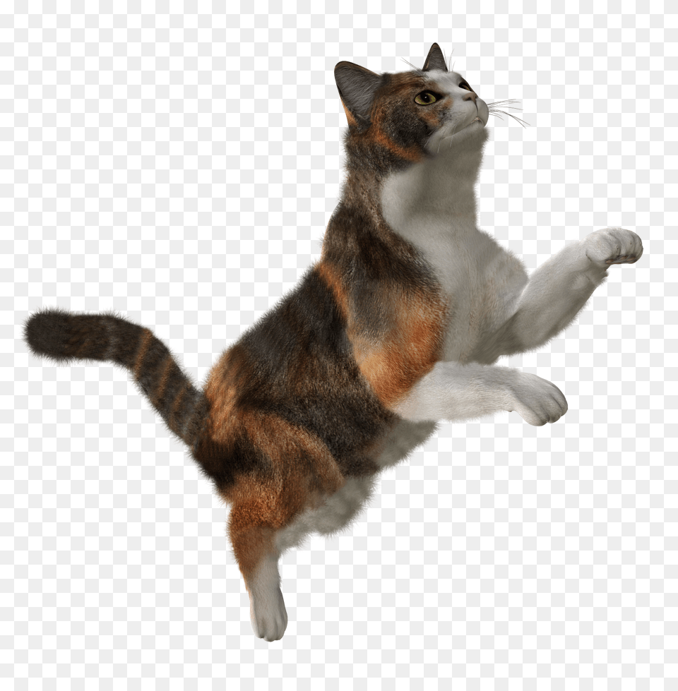 Cat, Animal, Mammal, Manx, Pet Png Image