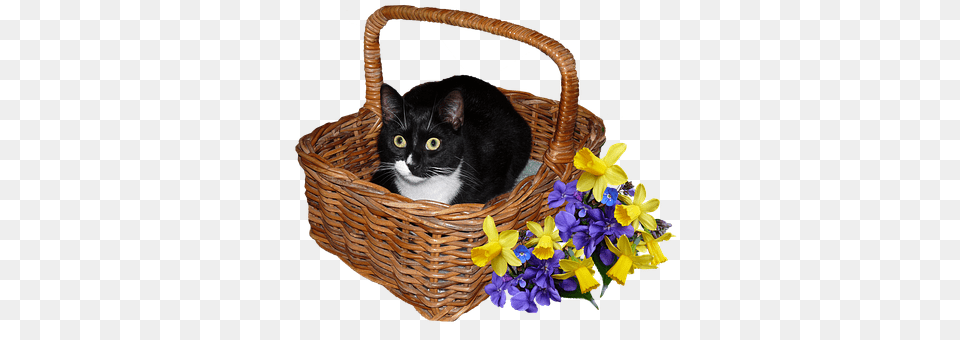 Cat Basket, Flower, Flower Arrangement, Plant Free Png Download