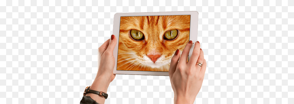 Cat Computer, Electronics, Photography, Adult Free Transparent Png