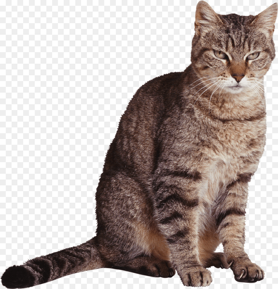 Cat, Animal, Mammal, Manx, Pet Free Png