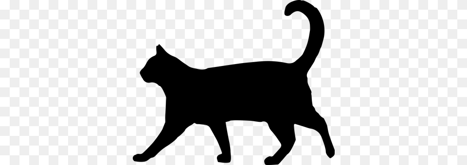 Cat Gray Png Image