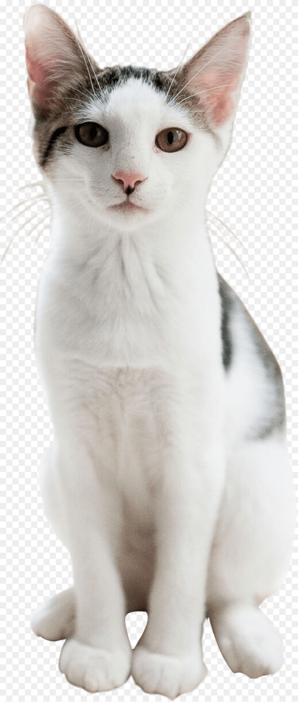 Cat, Animal, Mammal, Pet, Angora Png