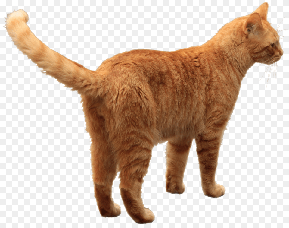 Cat, Animal, Mammal, Manx, Pet Free Transparent Png