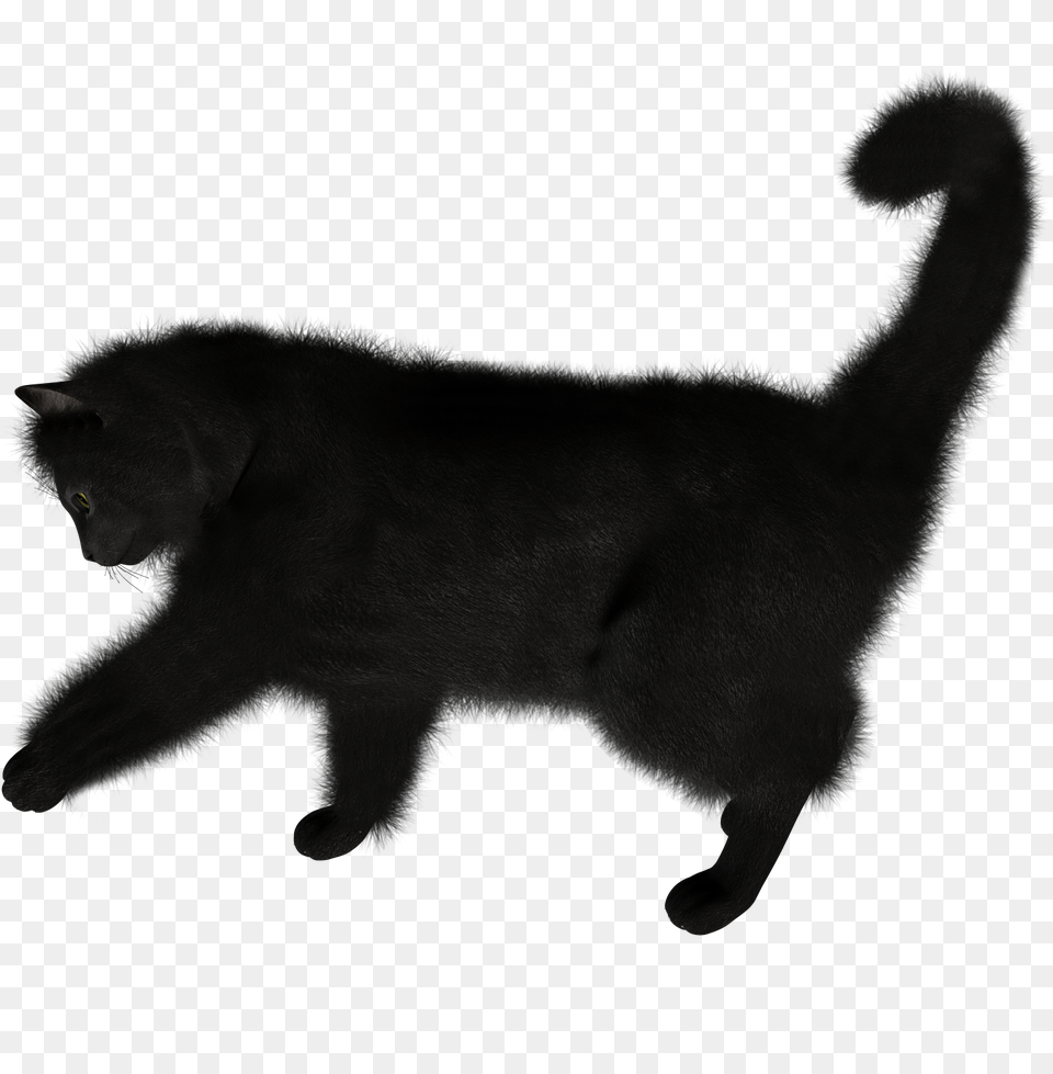 Cat, Silhouette, Animal, Mammal, Pet Png Image