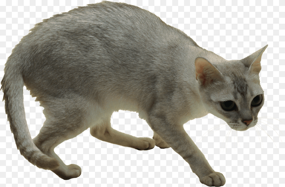 Cat, Abyssinian, Animal, Mammal, Pet Free Png