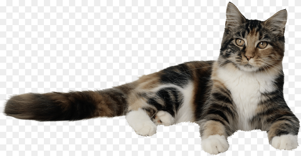 Cat, Animal, Kitten, Mammal, Manx Png