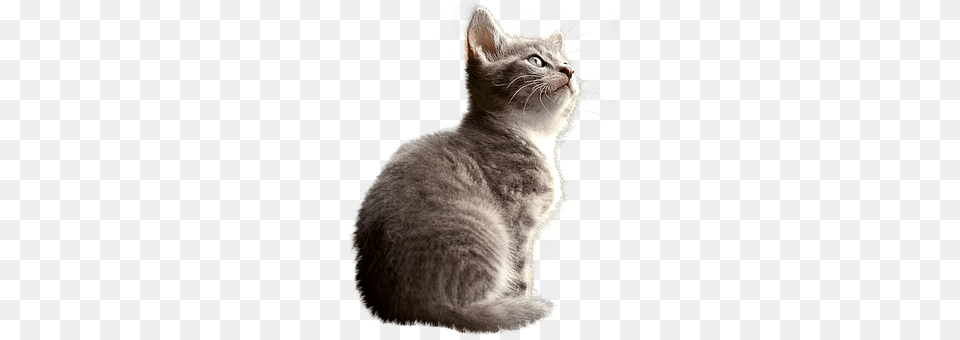 Cat Animal, Mammal, Pet, Kitten Free Png Download