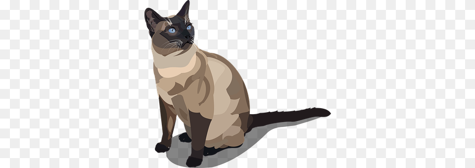 Cat Animal, Mammal, Pet, Siamese Free Png