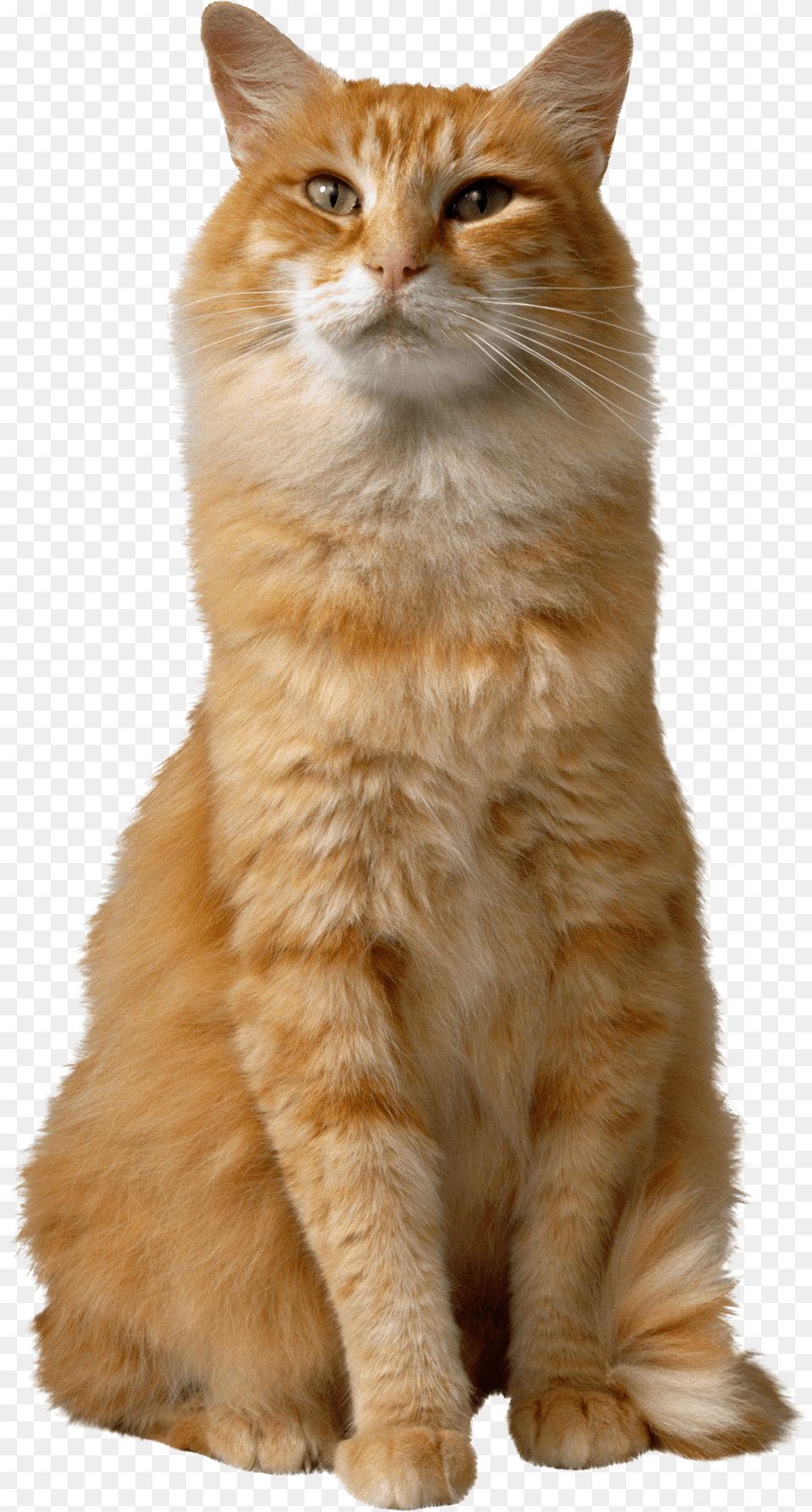 Cat Free Transparent Png