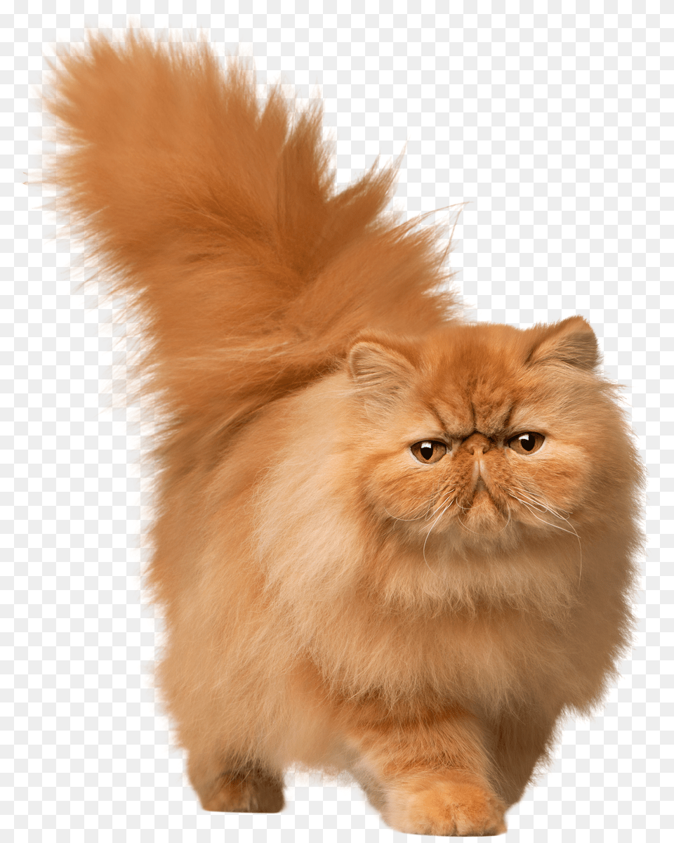 Cat Png Image