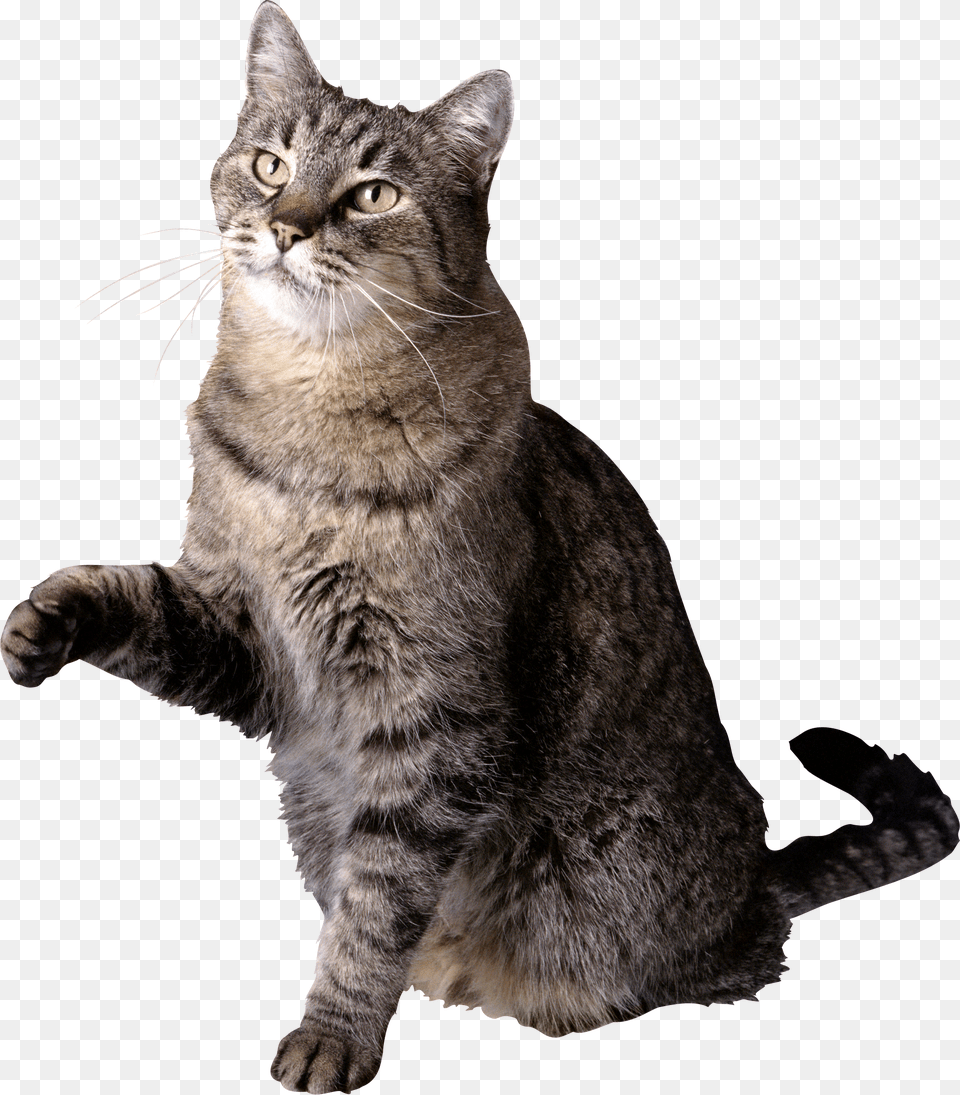 Cat, Animal, Mammal, Manx, Pet Free Png Download