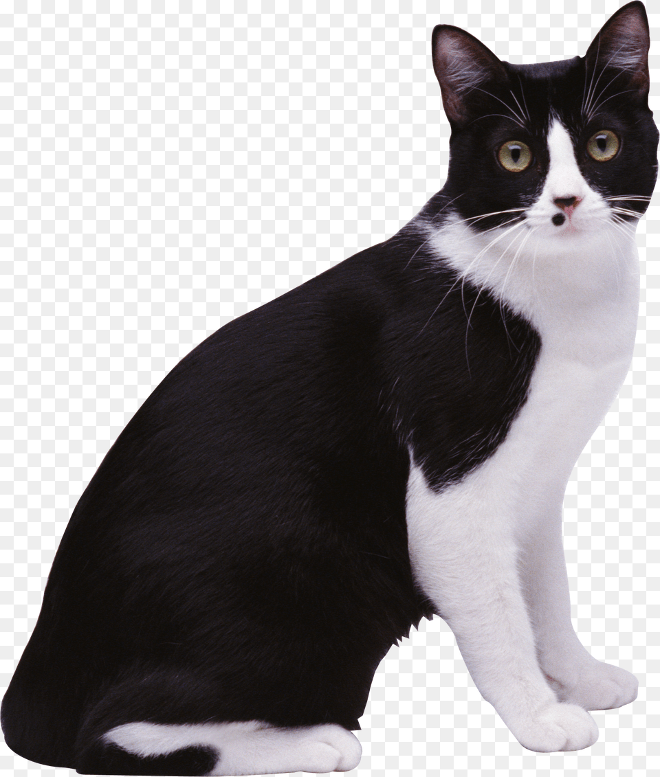 Cat, Animal, Mammal, Manx, Pet Png Image