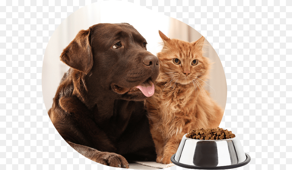 Cat, Animal, Canine, Dog, Mammal Png