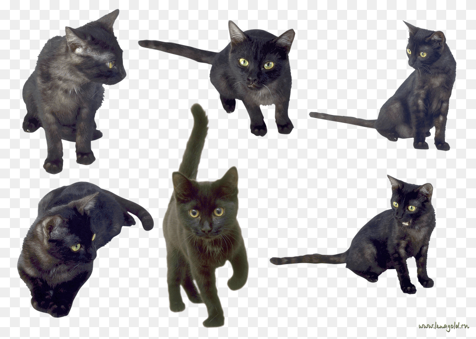 Cat, Animal, Mammal, Pet, Art Free Transparent Png