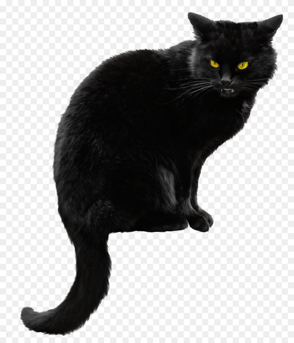 Cat, Animal, Mammal, Pet, Black Cat Free Png Download