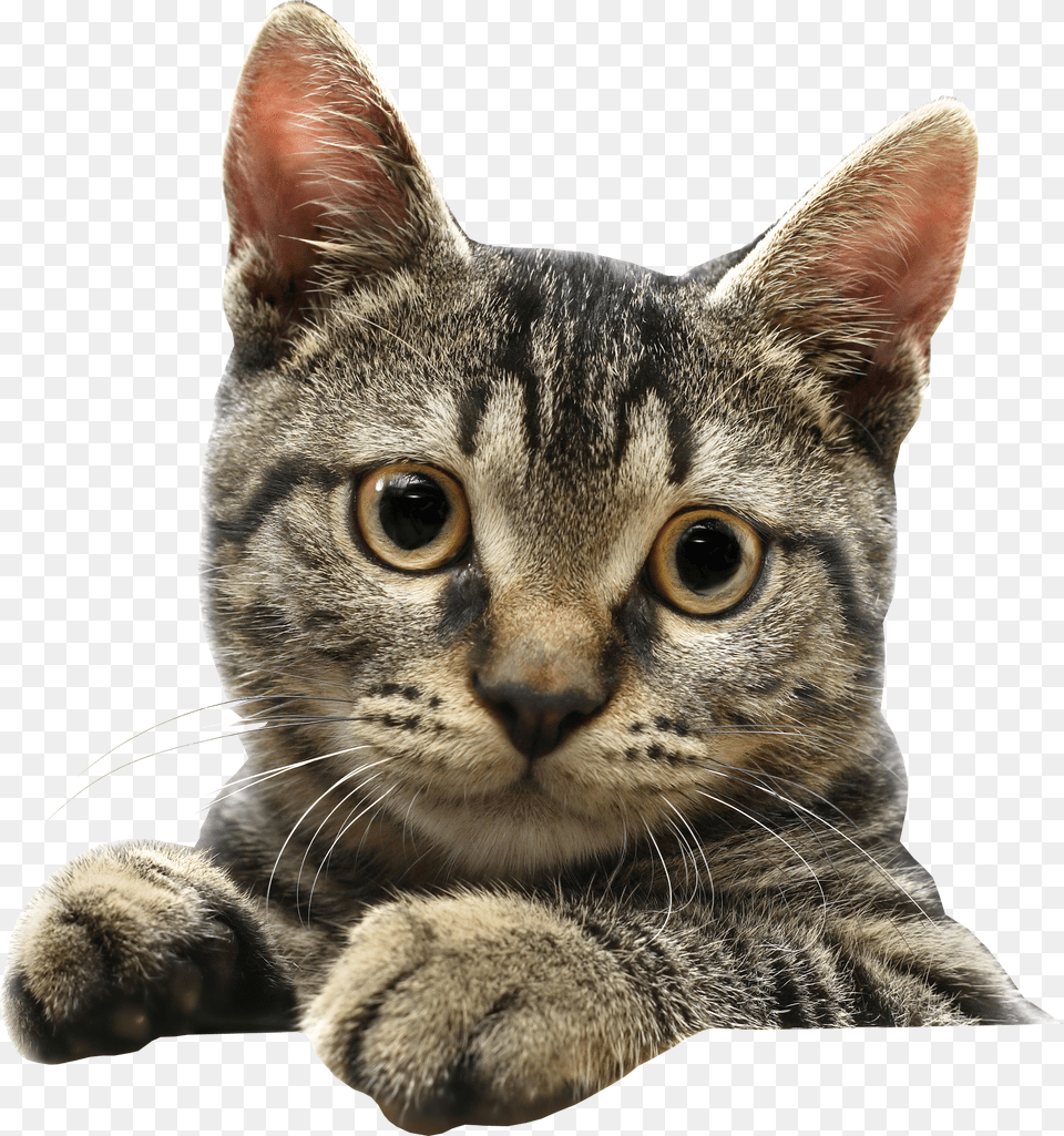 Cat Free Png