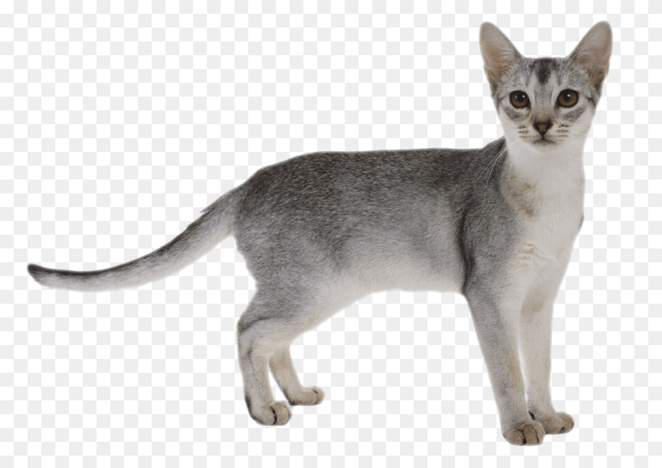 Cat, Abyssinian, Animal, Mammal, Pet Free Png Download