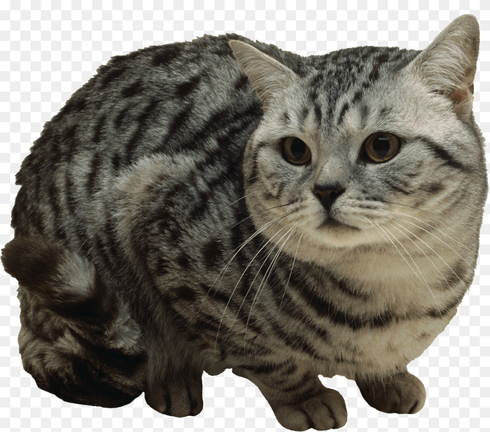 Cat Free Png