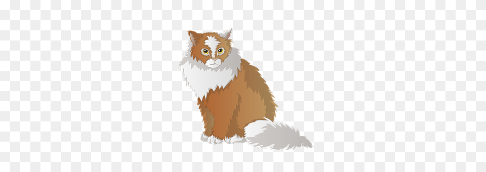 Cat Angora, Animal, Mammal, Pet Png Image