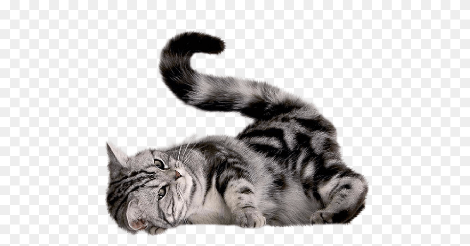 Cat, Animal, Mammal, Pet, Art Png