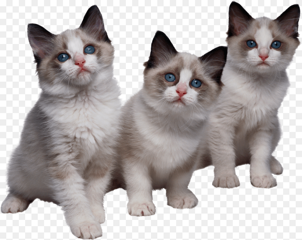Cat Free Transparent Png