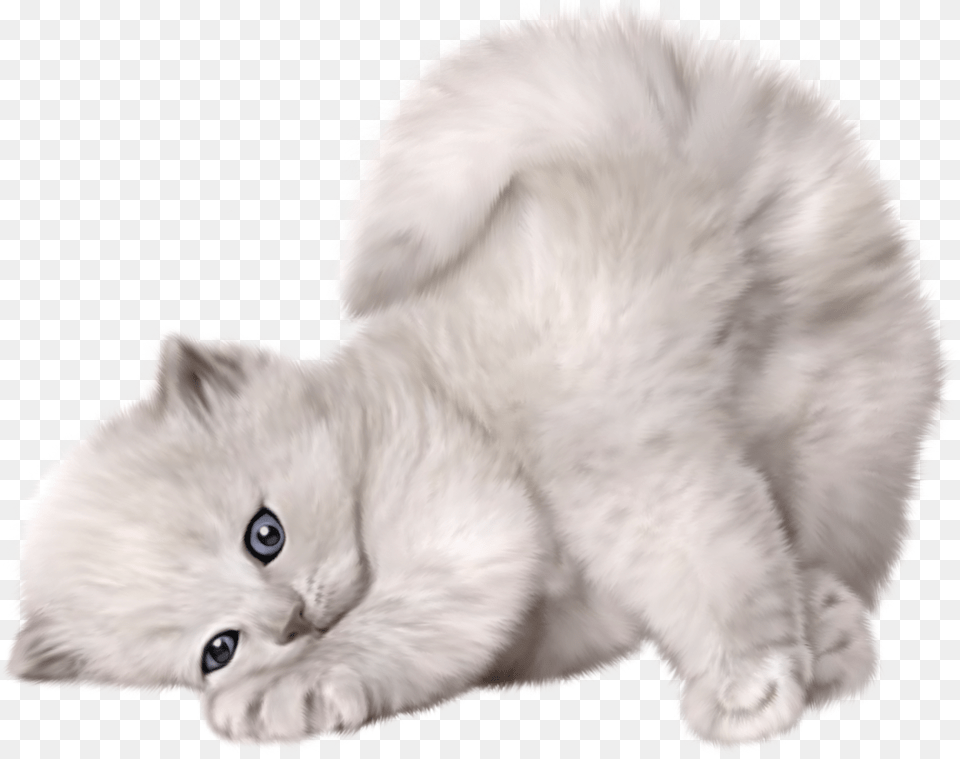 Cat, Animal, Kitten, Mammal, Pet Png Image