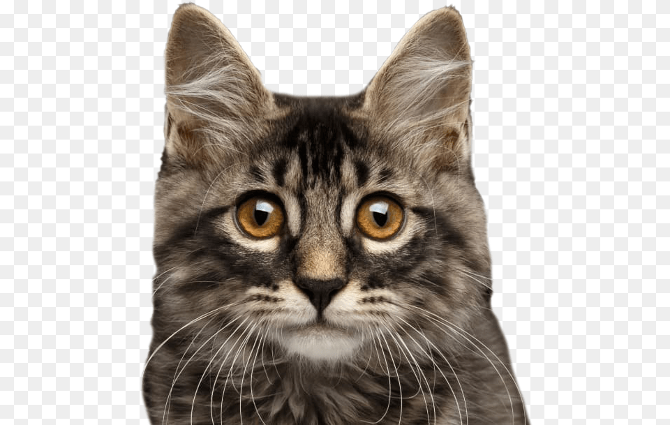 Cat, Animal, Mammal, Manx, Pet Free Transparent Png