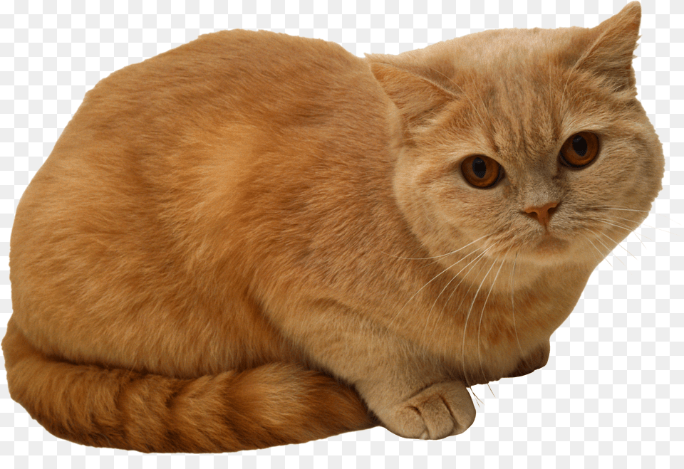 Cat Free Png Download