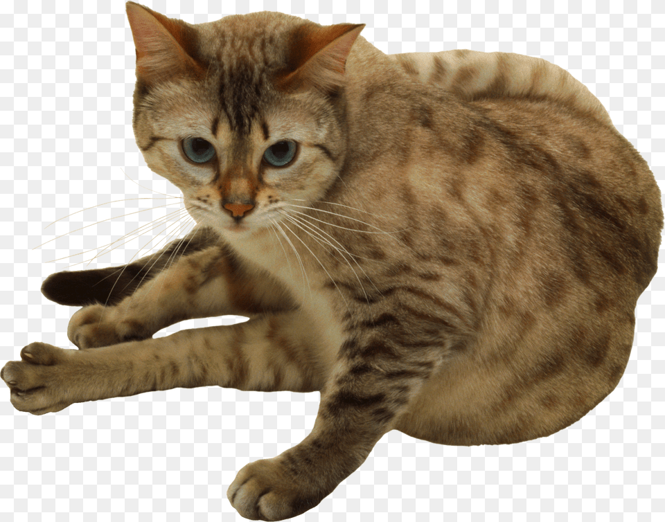 Cat, Animal, Mammal, Manx, Pet Free Png Download