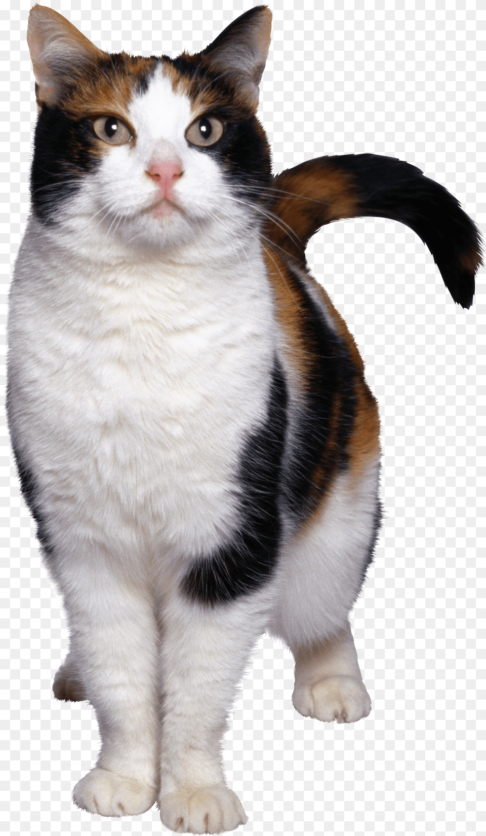 Cat Png