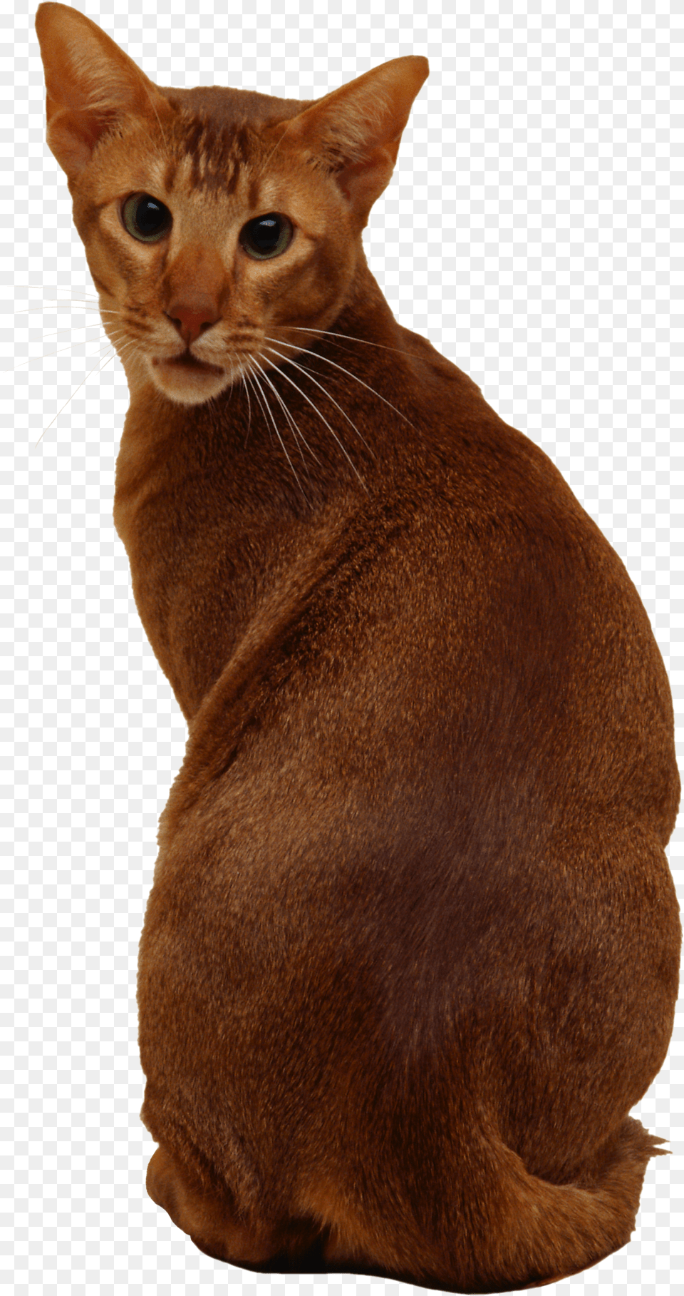 Cat, Abyssinian, Animal, Mammal, Pet Free Png Download