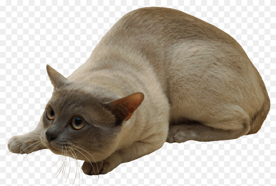 Cat, Abyssinian, Animal, Mammal, Pet Free Transparent Png