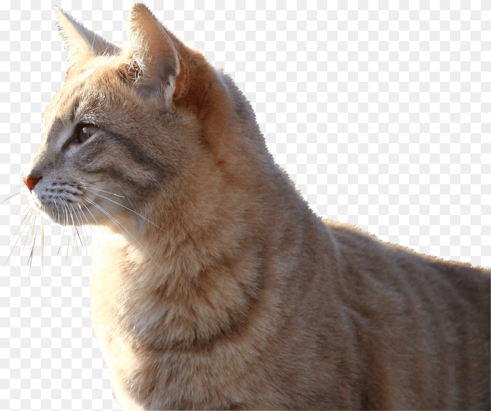 Cat Free Transparent Png