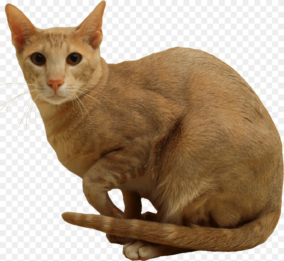 Cat Free Transparent Png