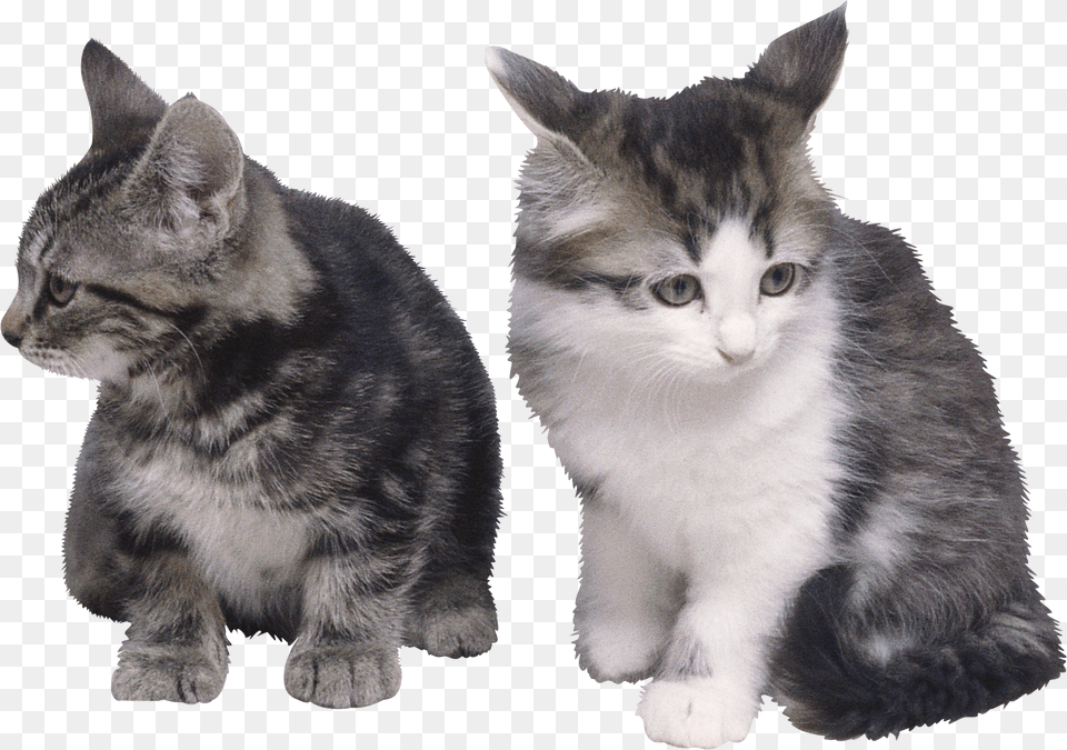 Cat, Animal, Mammal, Manx, Pet Free Transparent Png