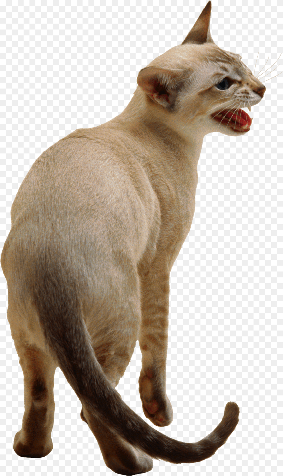 Cat, Abyssinian, Animal, Mammal, Pet Free Png Download