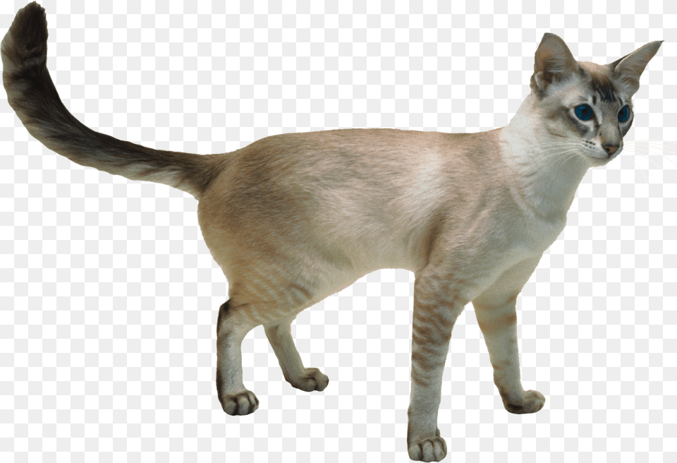 Cat, Animal, Mammal, Pet Free Transparent Png