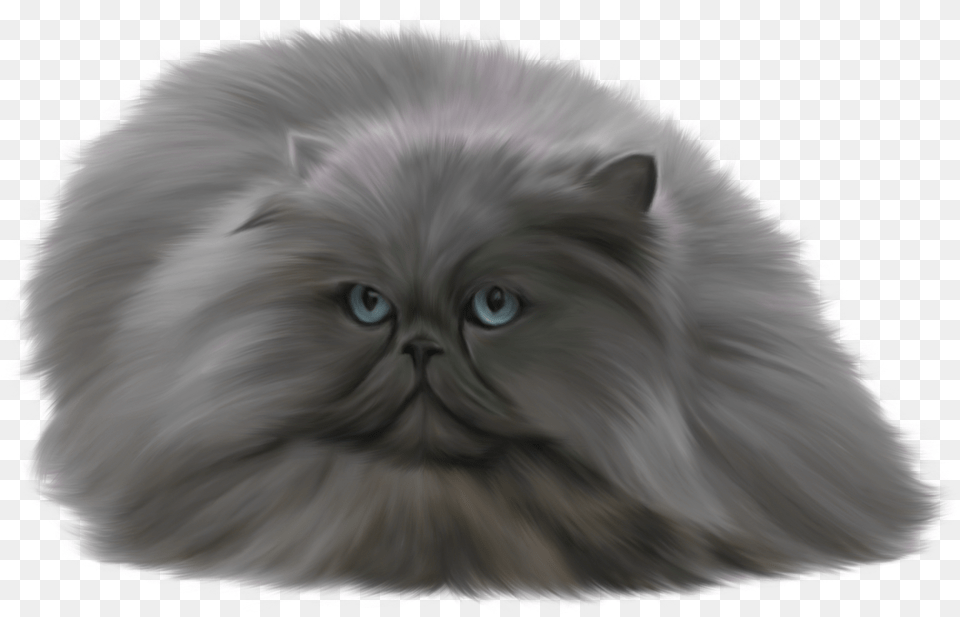 Cat, Angora, Animal, Mammal, Pet Free Png