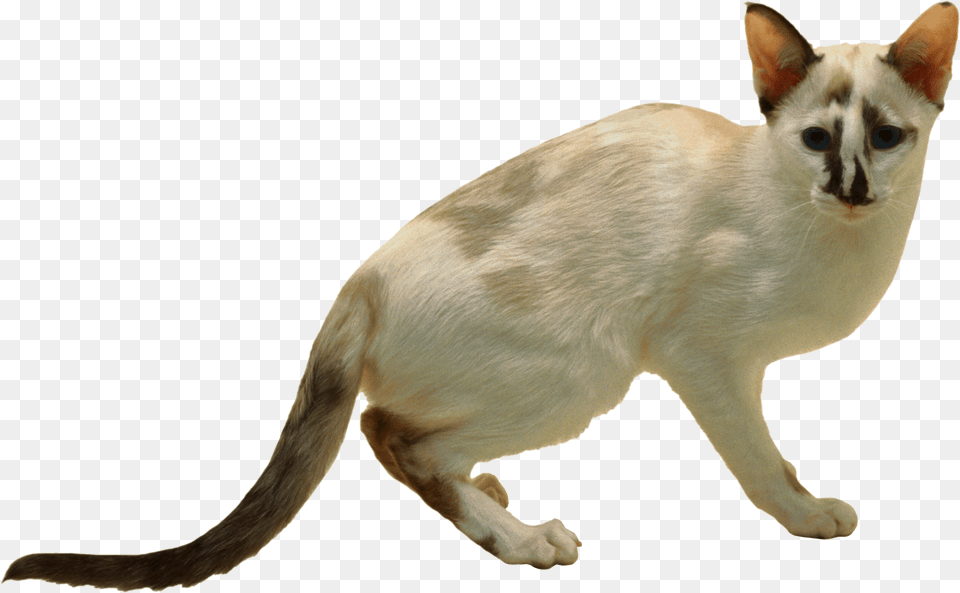 Cat, Animal, Mammal, Pet, Siamese Free Png Download