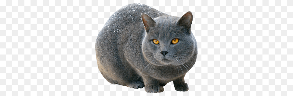 Cat, Animal, Mammal, Manx, Pet Free Png