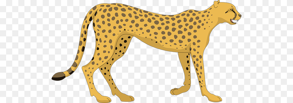 Cat Animal, Cheetah, Mammal, Wildlife Png